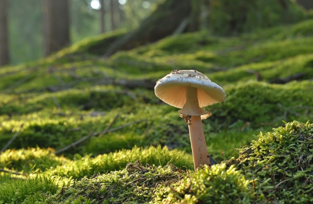sieniruokaohje